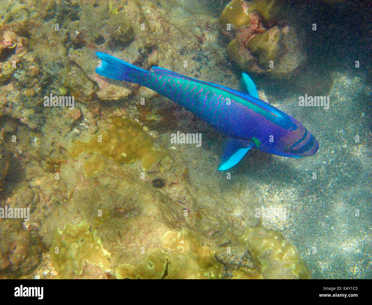Spectacled pesci pappagallo ( Chlorurus perspicillatus ), Hanauma Bay Nature Preserve, Oahu, Hawaii, Stati Uniti d'America - underwater Foto Stock