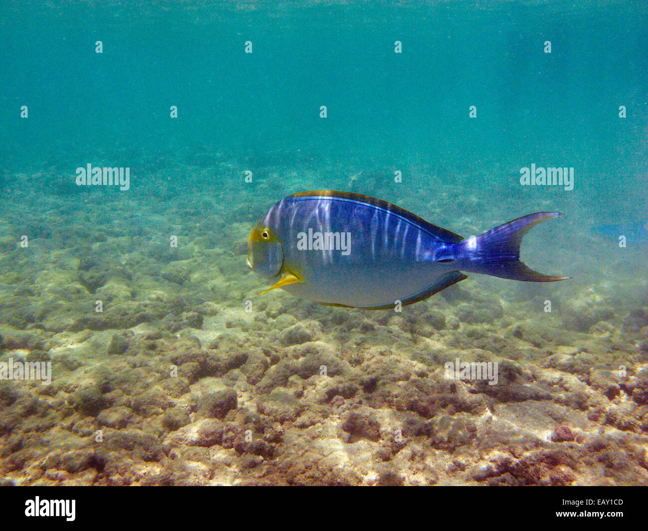 Albacora ( Surgeonfish Acanthurus xanthopterus), Hanauma Bay Nature Preserve, Oahu, Hawaii, Stati Uniti d'America - underwater Foto Stock