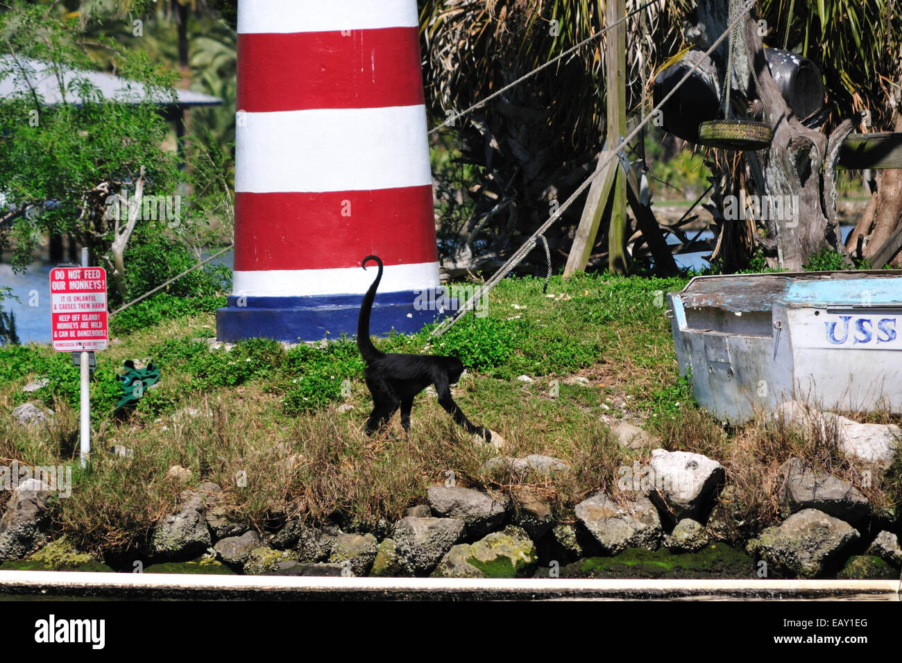 Una scimmia prances intorno a Bird Island, noto anche come Monkey Island, nel fiume Homosassa, Florida Foto Stock