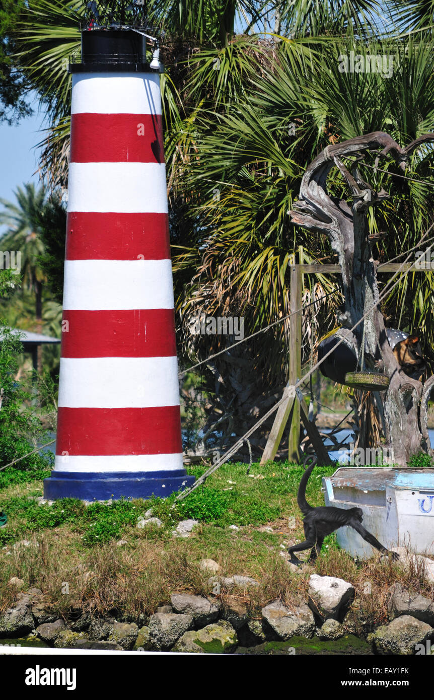 Una scimmia prances intorno a Bird Island, noto anche come Monkey Island, nel fiume Homosassa, Florida Foto Stock