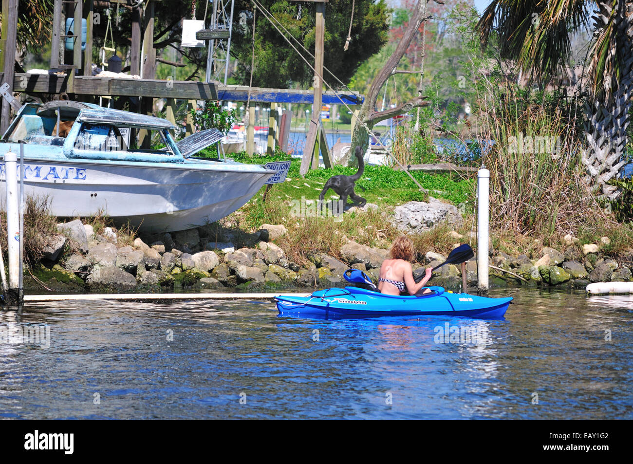Una scimmia prances intorno a Bird Island, noto anche come Monkey Island, nel fiume Homosassa, Florida mentre un kayaker orologi Foto Stock