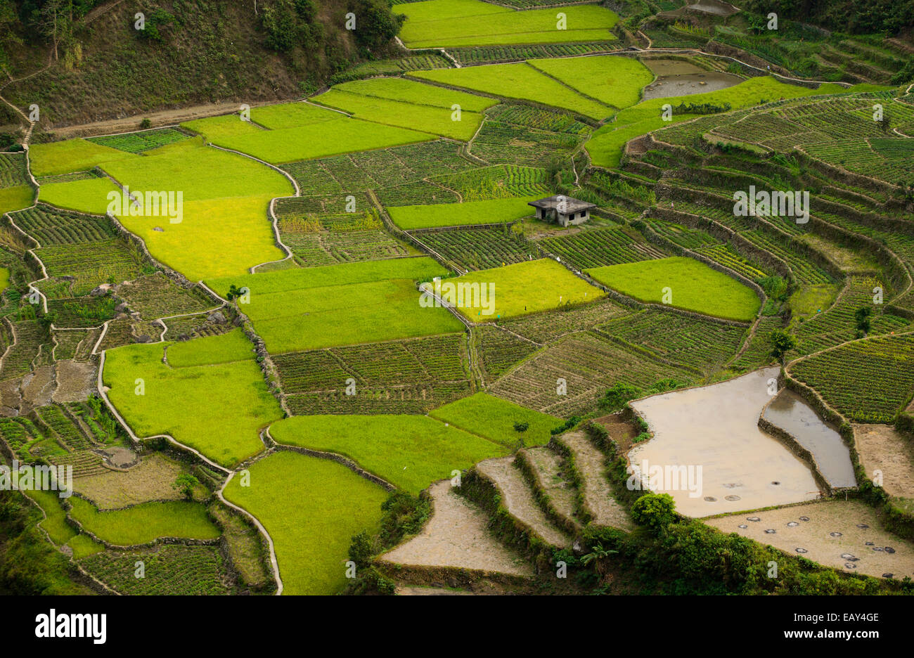 Terrazze di riso, Luzon del nord, Filippine Foto Stock