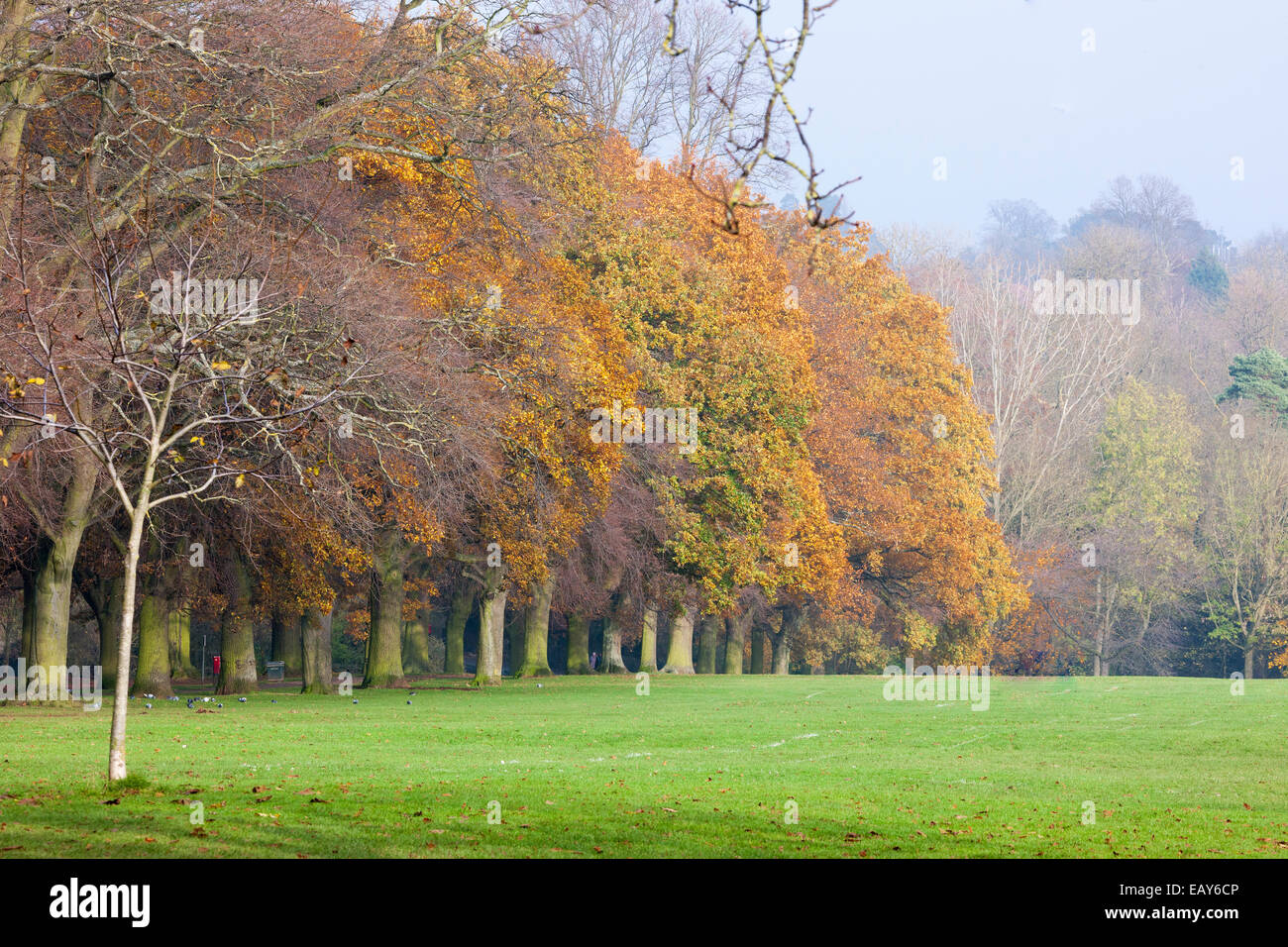 Alberi girando i colori autunnali in Abington Park Northampton. Foto Stock