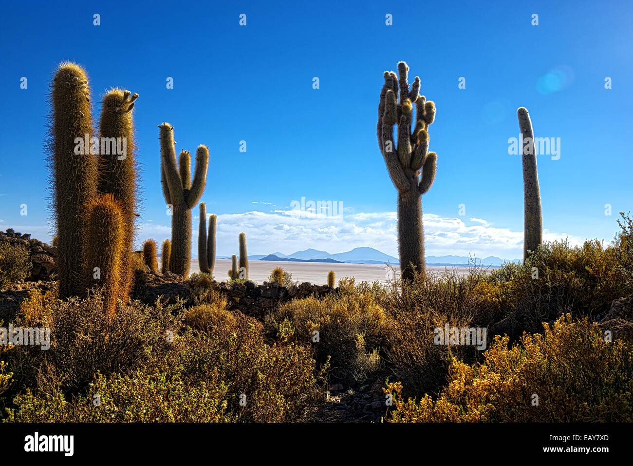 HDR atmosferica colpo di Incahuasi cactus hill a Uyuni deserto in Bolivia Foto Stock