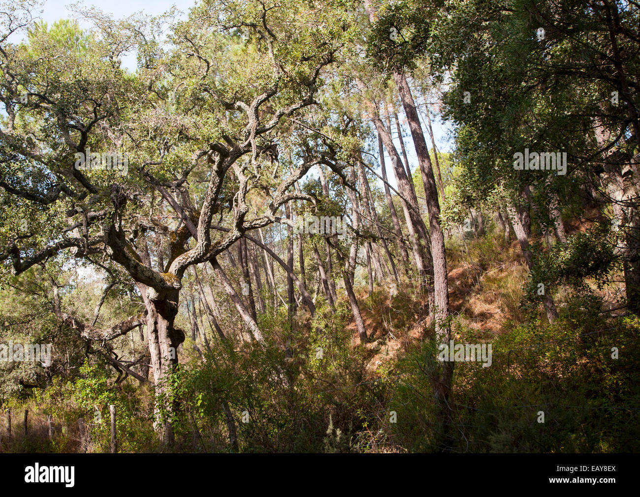 Alberi da bosco della Sierra de Aracena, provincia di Huelva, Spagna Foto Stock