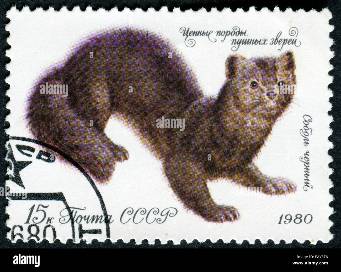 Unione Sovietica - circa 1980: un timbro stampato in URSS mostra Sable - Martes zibellina, circa 1980 Foto Stock