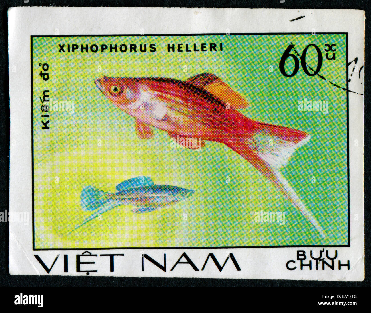 VIETNAM - circa 1980: un timbro stampato dal Vietnam mostra pesci Xiphophorus helleri, timbro viene dalla serie, circa 1980 Foto Stock