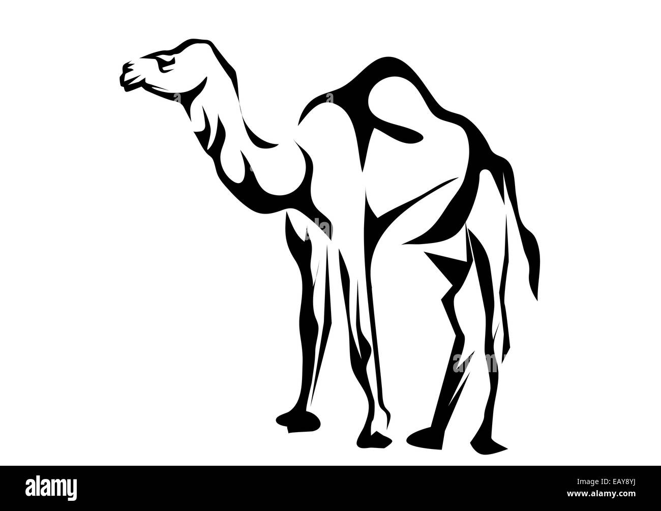 dromedario. Foto Stock