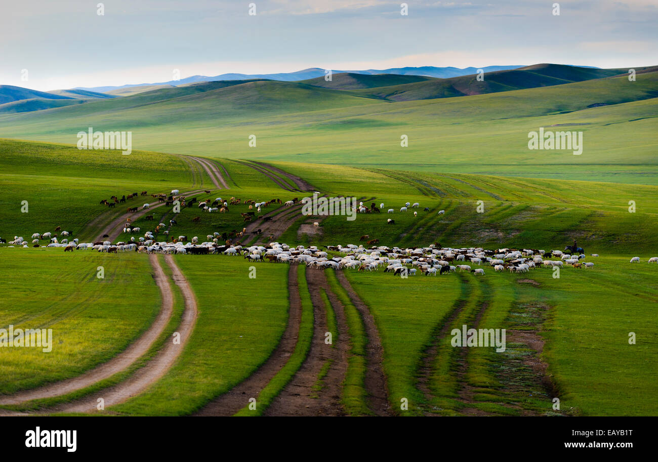 Gli allevamenti di ovini, steppa mongola, Mongolia Foto Stock