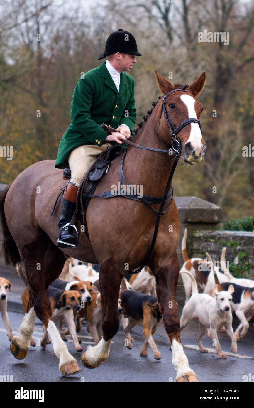 Hornby nr lancaster, Regno Unito. 22 Novembre, 2014. I membri di Lunesdale Foxhounds qui attraversando il ponte sul fiume Lune nel centro del villaggio. In ottobre, 2014 altri due membri della caccia Paul Whitehead, la huntsman del Lunesdale Foxhounds Ltd e la caccia è il direttore della società Terrence Potte entrambe invocato "non colpevole" a caccia di reati di agire quando è apparso a Skipton Magistrates' Court il 19 settembre 2014. Foto Stock