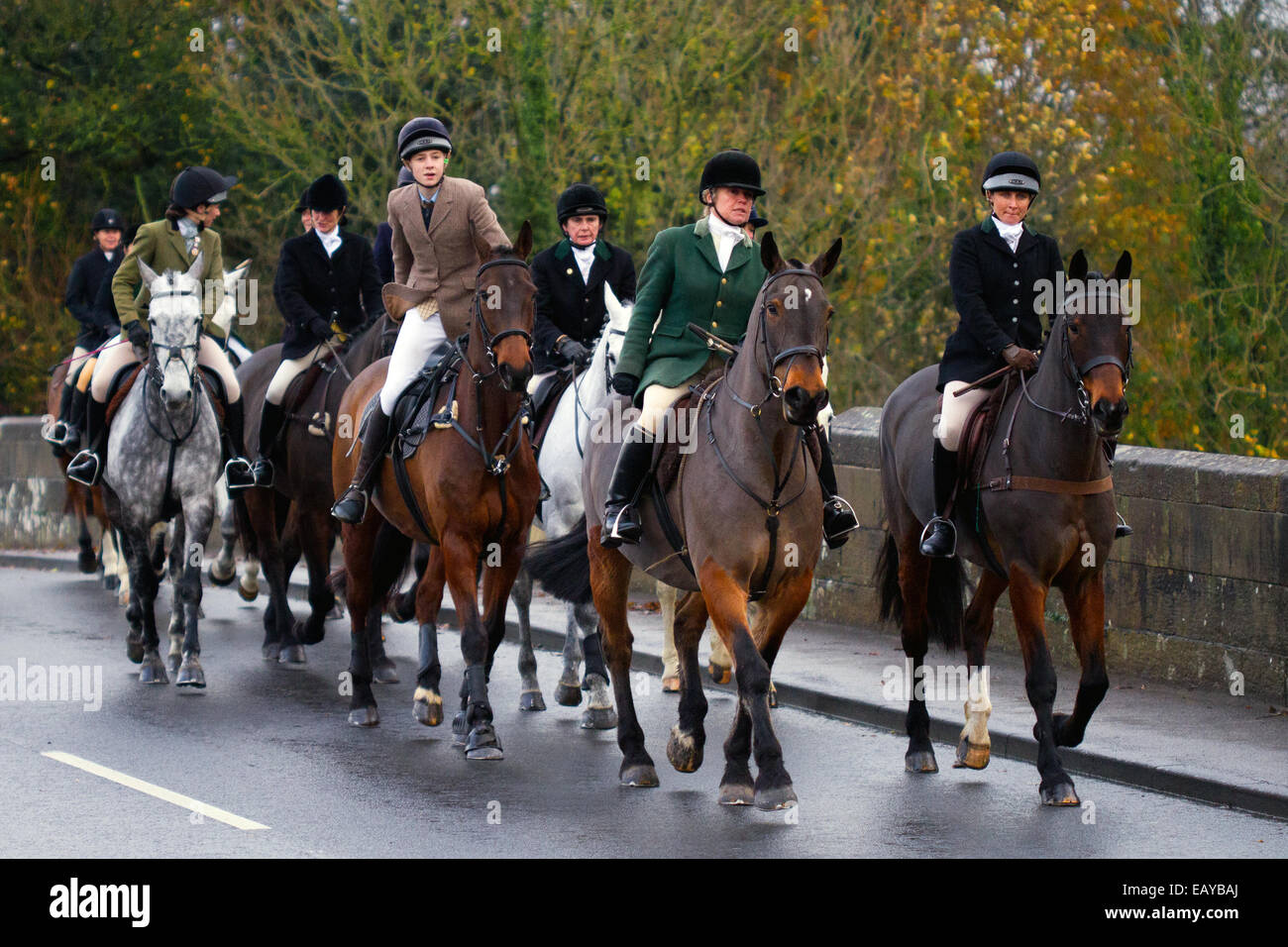 Hornby nr lancaster, Regno Unito. 22 Novembre, 2014. I membri di Lunesdale Foxhounds qui attraversando il ponte sul fiume Lune nel centro del villaggio. In ottobre, 2014 altri due membri della caccia Paul Whitehead, la huntsman del Lunesdale Foxhounds Ltd e la caccia è il direttore della società Terrence Potte entrambe invocato "non colpevole" a caccia di reati di agire quando è apparso a Skipton Magistrates' Court il 19 settembre 2014. Foto Stock