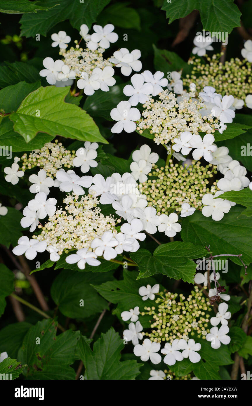 Viburnum opulus 'Viburno Rose' Foto Stock