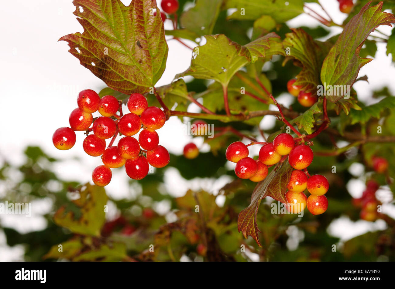 Viburnum opulus 'Viburno Rose' Foto Stock