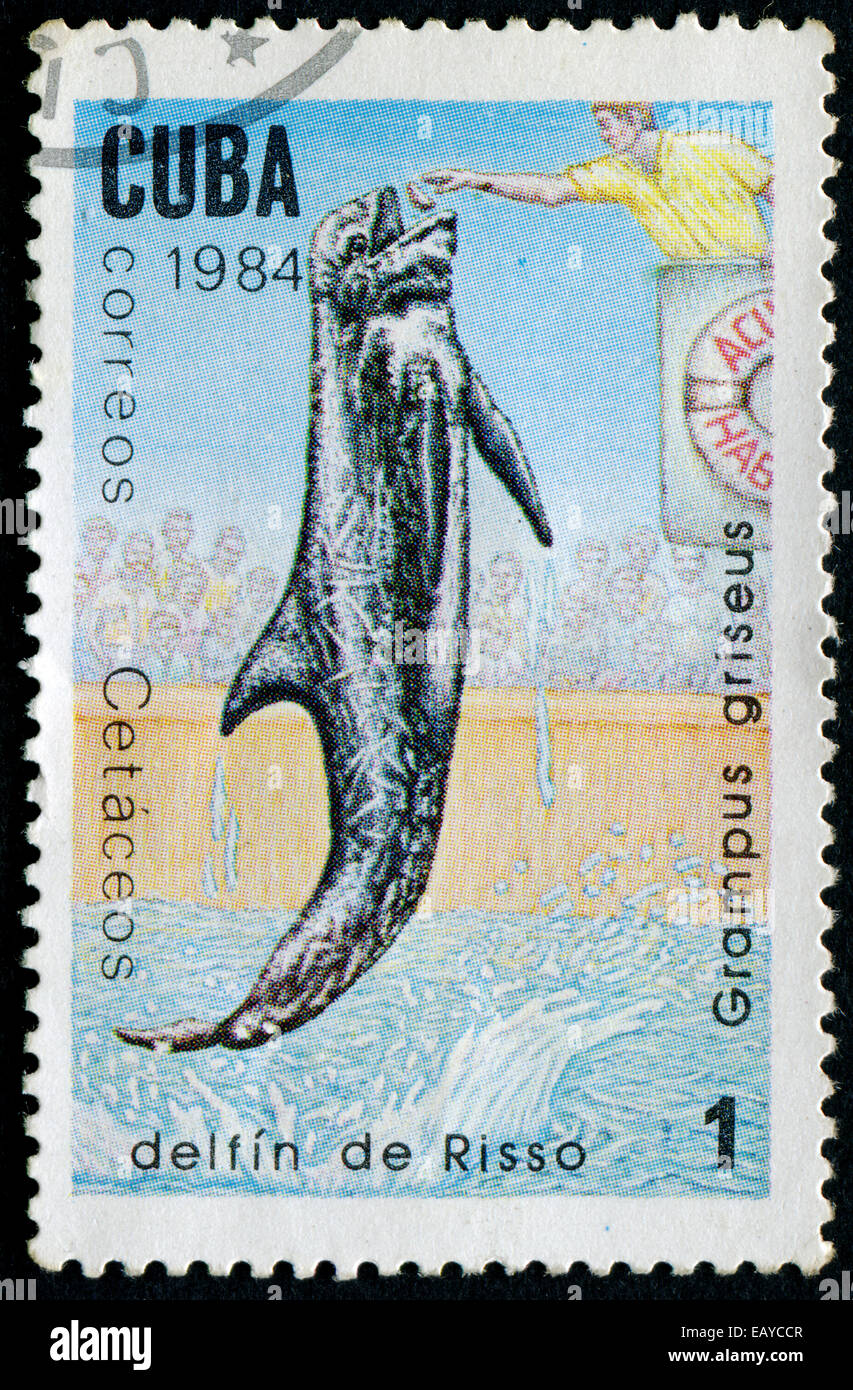 CUBA - circa 1984:un francobollo mostra Grampus griseus, circa 1984 Foto Stock
