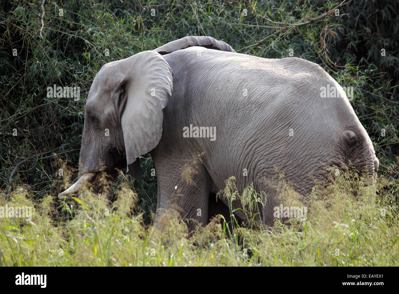 Elefante, elefantina, Proboscidea, brosmio, grandi orecchie, grande corpo in New Delhi, India, Foto Stock