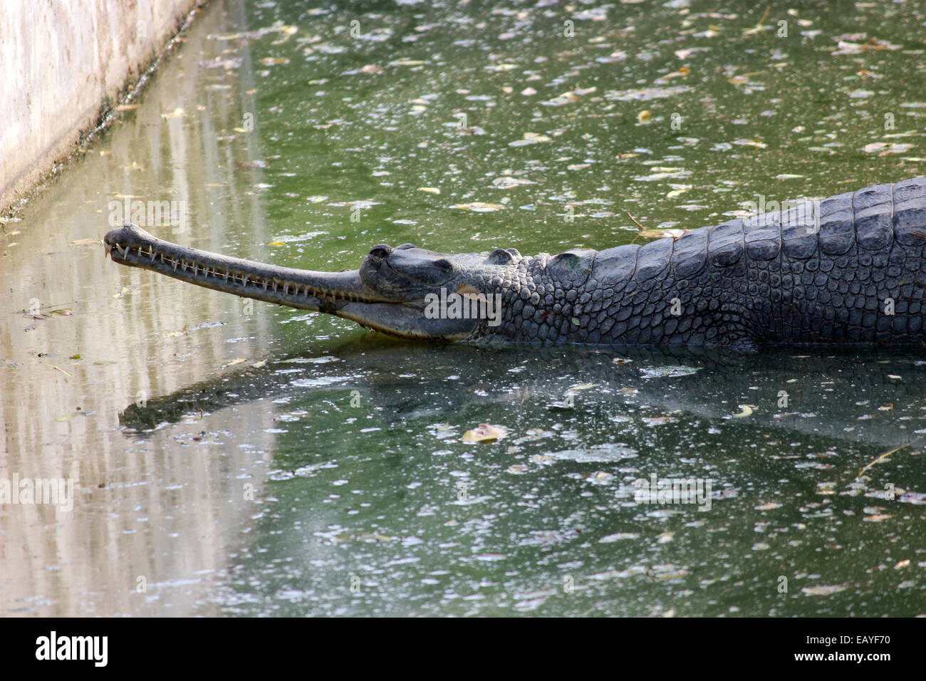 Il coccodrillo, gharial, Gavialis, grandi denti, acqua, mangiatore pesci, lunga bocca in New Delhi, India. Foto Stock