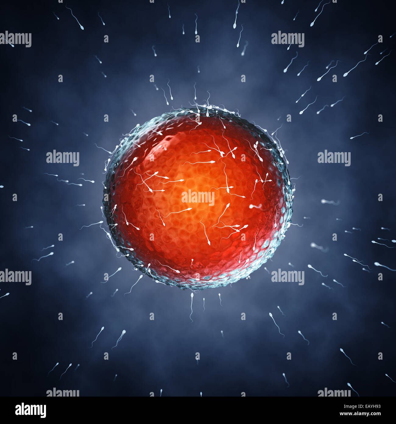 Spermatozoi fecondare un ovulo , inseminazione , la fecondazione Foto Stock