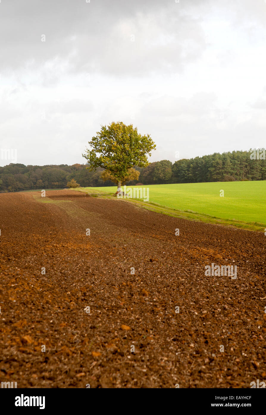 Paesaggio con i campi e il singolo albero di quercia in piedi da soli, Chisbury, Wiltshire, Inghilterra, Regno Unito Foto Stock