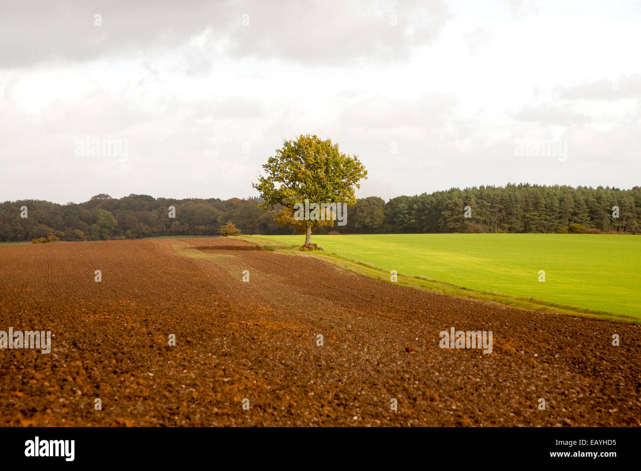 Paesaggio con campi e un unico albero di quercia in piedi da soli, Chisbury, Wiltshire, Inghilterra, Regno Unito Foto Stock
