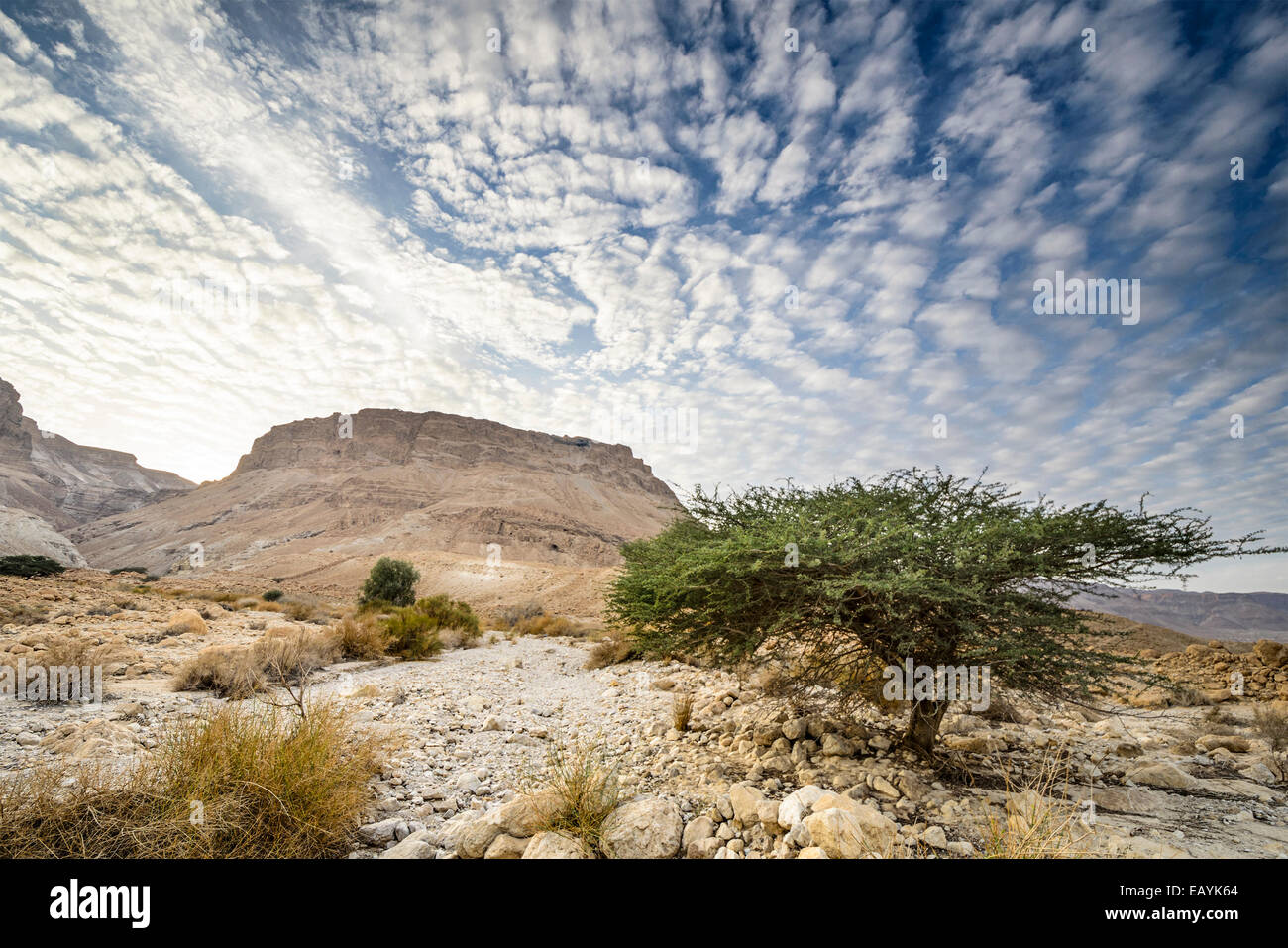 Masada, Israele antico altopiano rock fortezza nel deserto Judaean. Foto Stock
