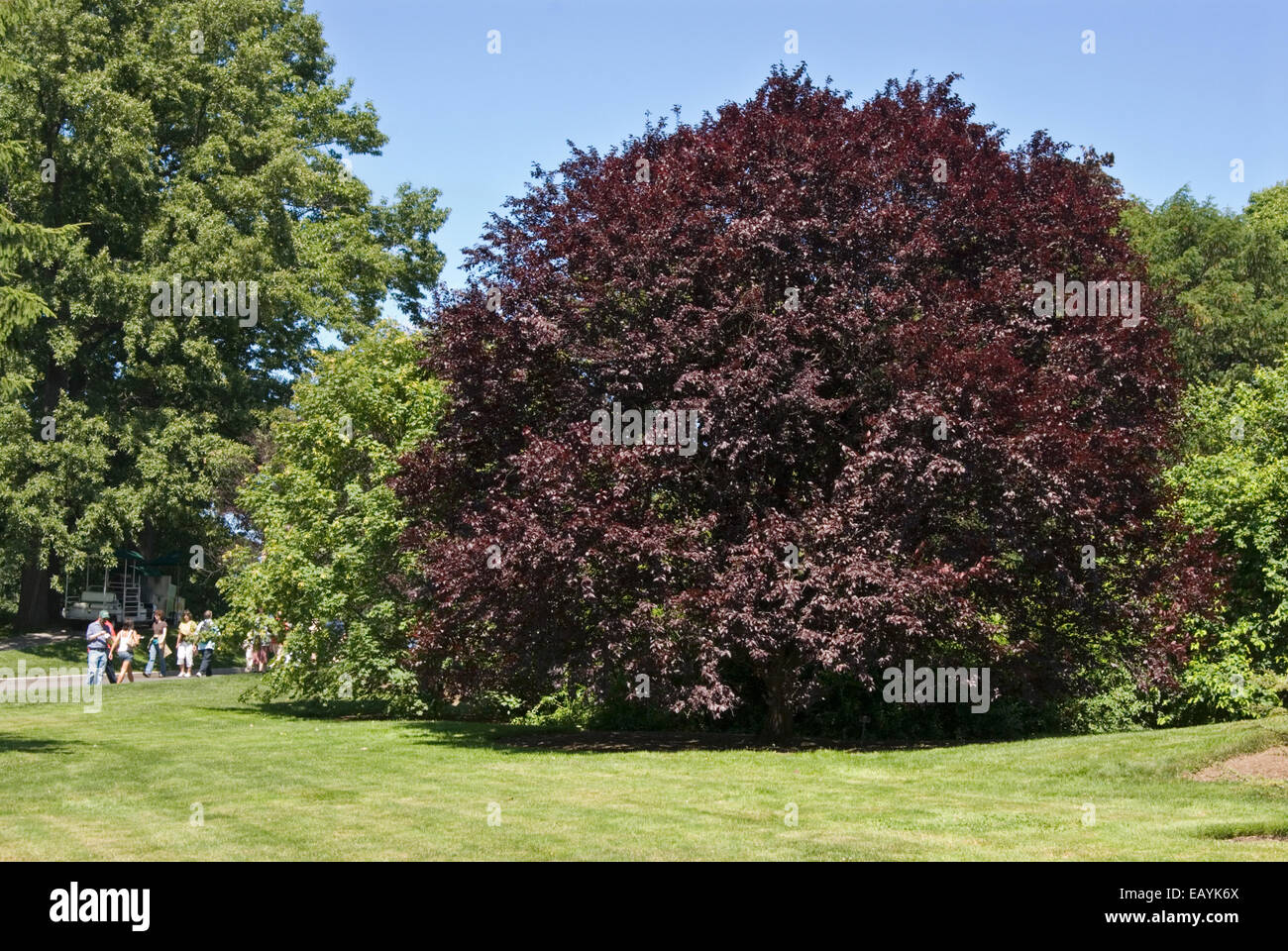 PRUNUS NEWPORT - NEWPORT SUSINO Foto Stock