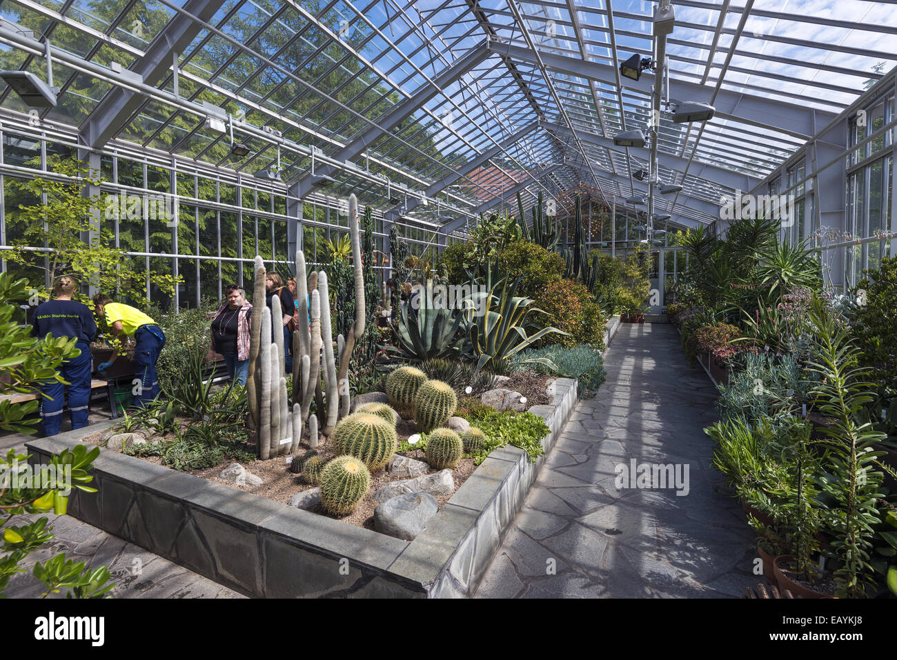 Cactus display interno di Helsinki giardino invernale, Helsinki, Finlandia Foto Stock