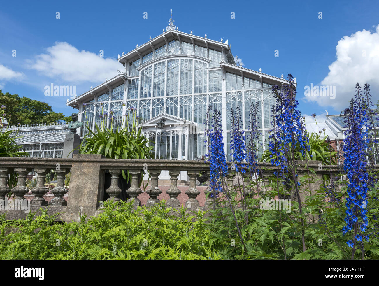 Helsinki Winter Garden che è aperta al pubblico di alloggiamento di piante esotiche, palme e century old camelie. Helsinki Finlandia Foto Stock