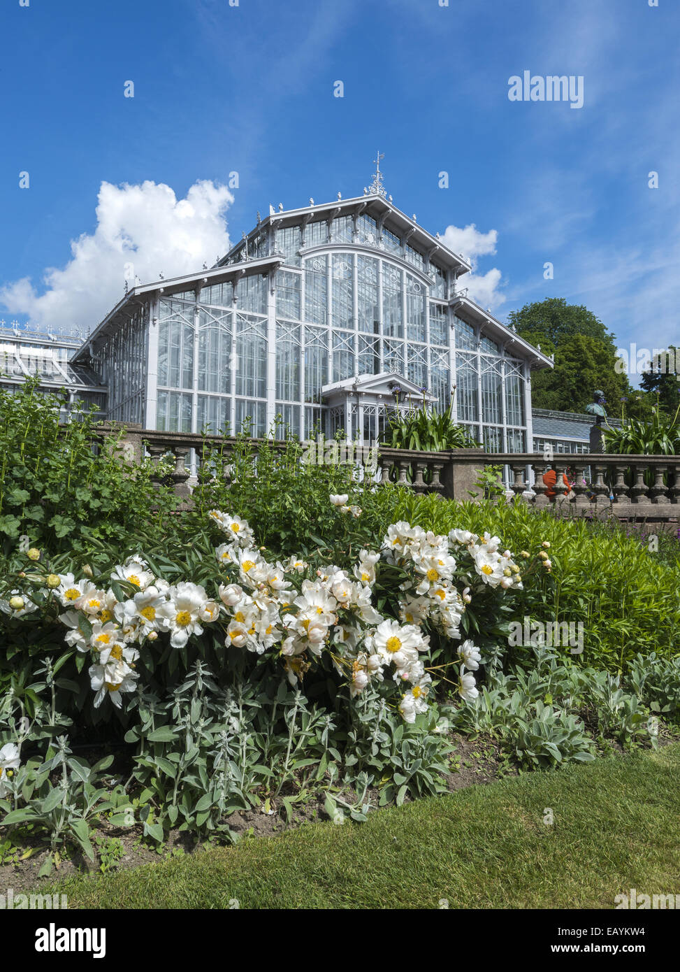 Helsinki Winter Garden che è aperta al pubblico di alloggiamento di piante esotiche, palme e century old camelie. Helsinki Finlandia Foto Stock