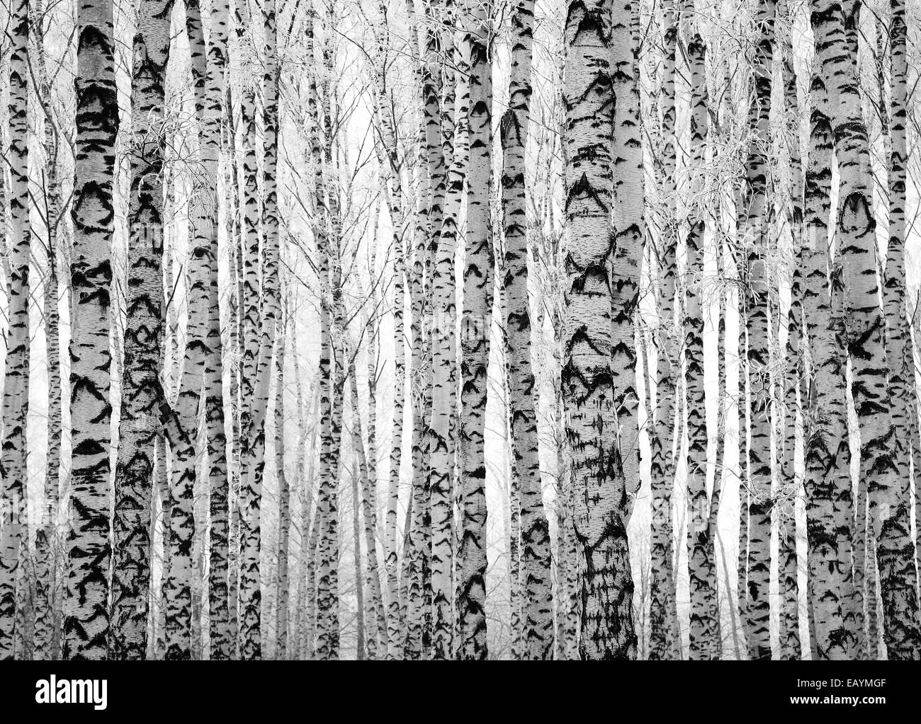Inverno tronchi di betulle in bianco e nero Foto Stock