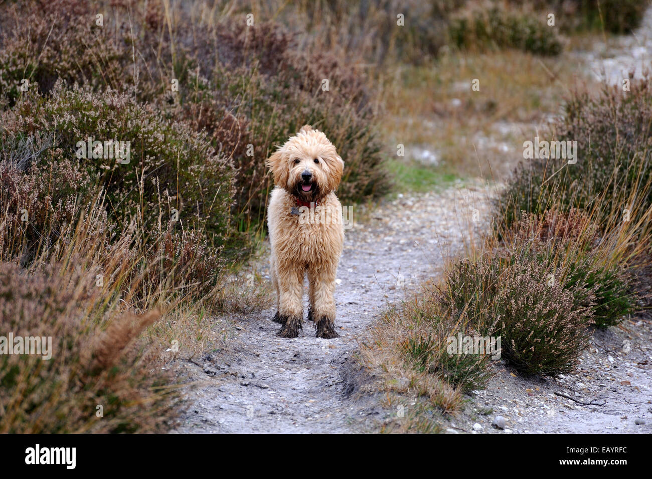 Albicocca Labradoodle cucciolo con piedi fangosi e viso Foto Stock