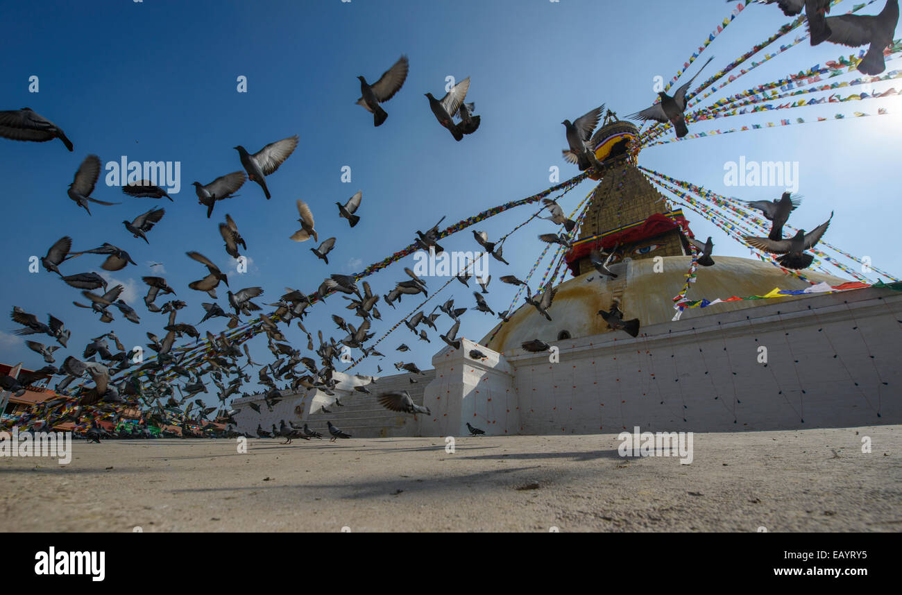 Flying piccioni al Stupa Boudhanath, Kathmandu, Nepal Foto Stock