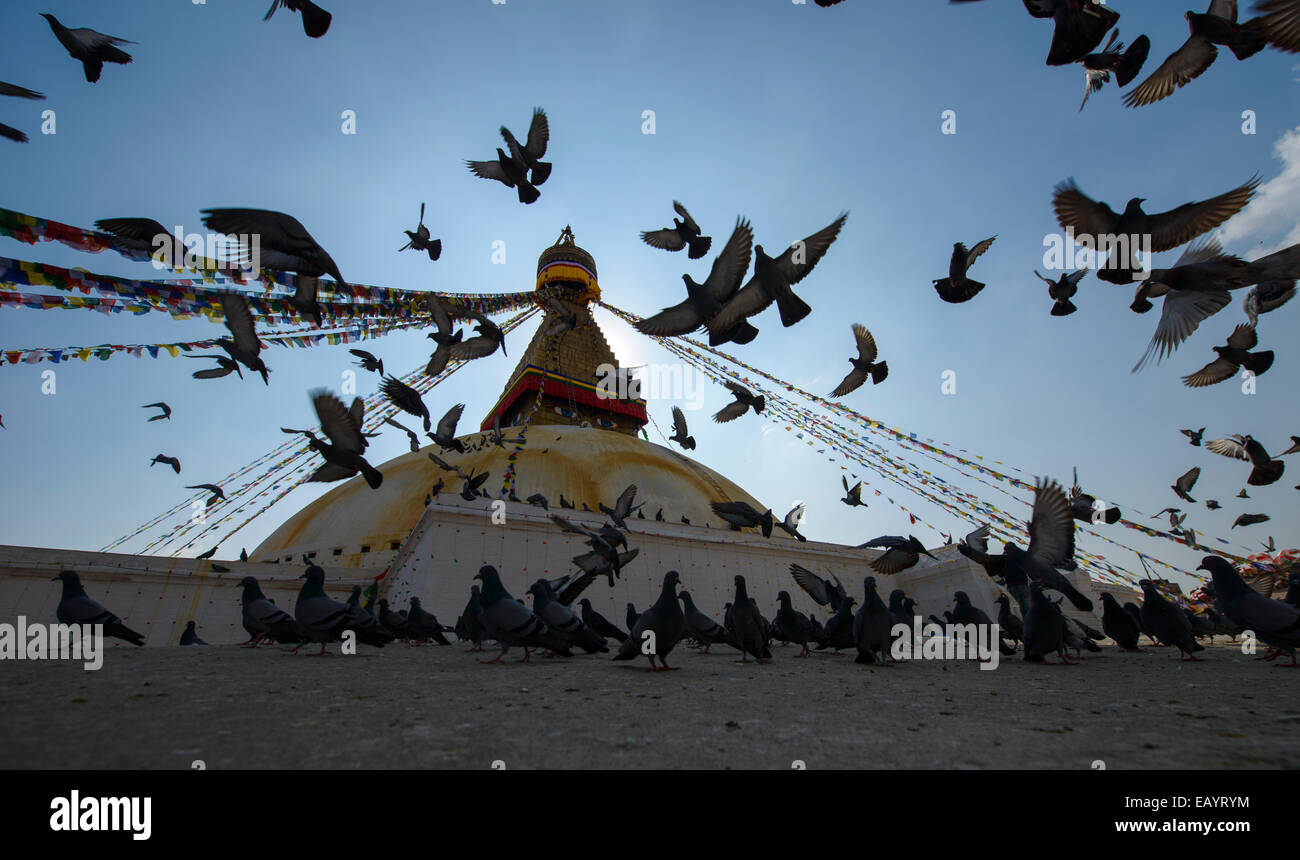Flying piccioni al Stupa Boudhanath, Kathmandu, Nepal Foto Stock