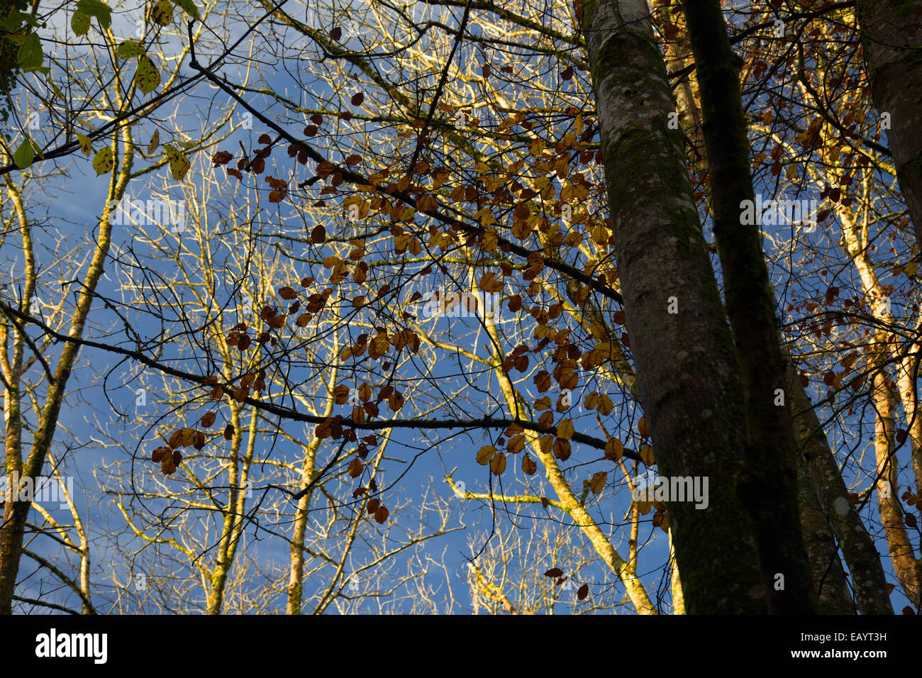 Bright sole che splende attraverso gli alti alberi e foglie autunnali con luce dorata nel priorato di boschetti, Brecon Foto Stock