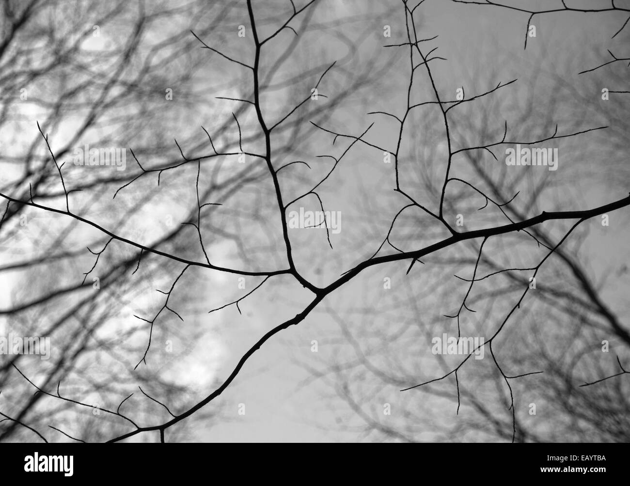 Guardando attraverso il bosco di faggi ramoscelli e rami in autunno dopo la caduta di foglia Foto Stock