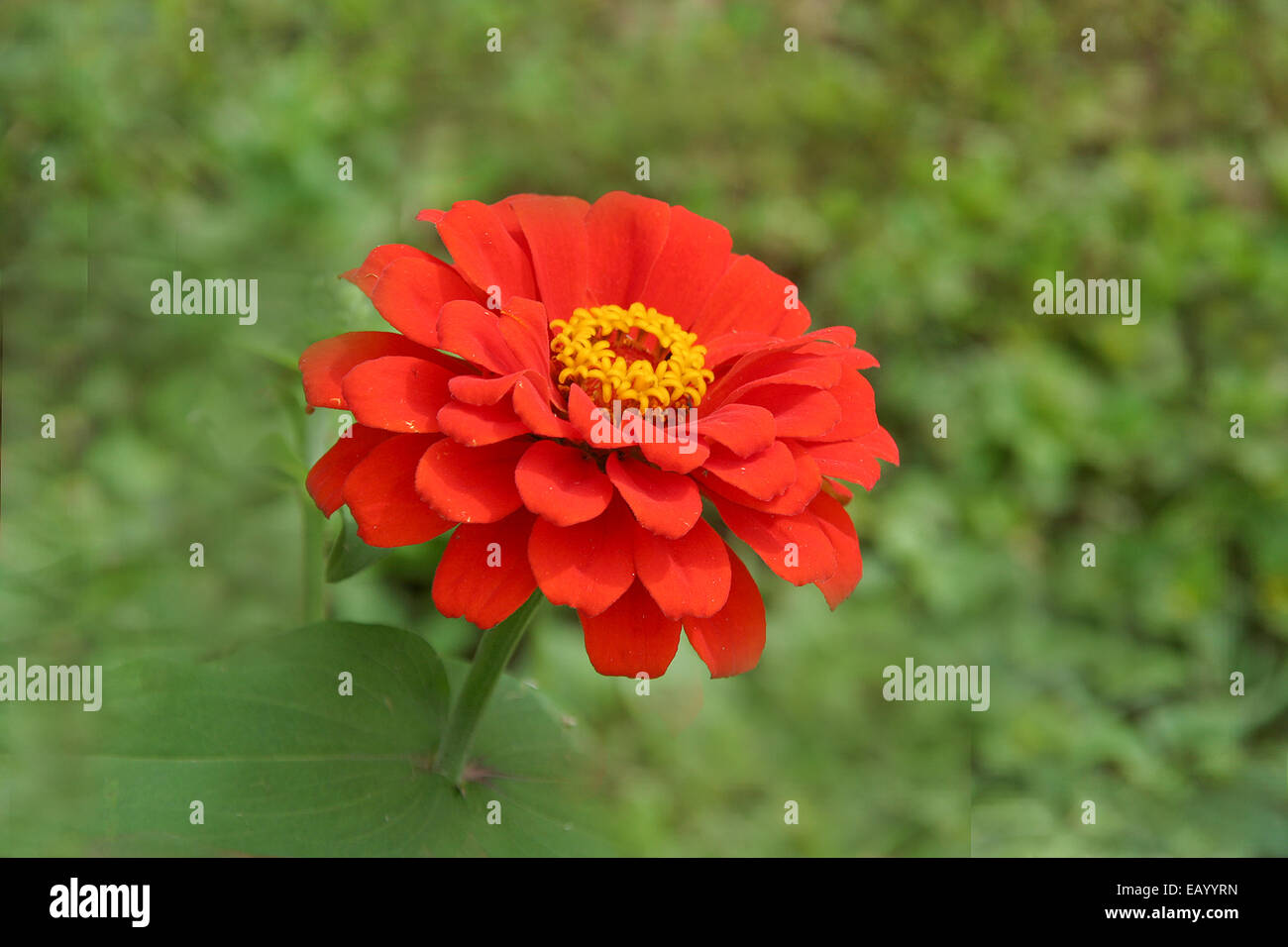 Stratificato petali di colore rosso a forma di lampadina con cresta di anello giallo, isolata su sfocato sfondo verde Foto Stock