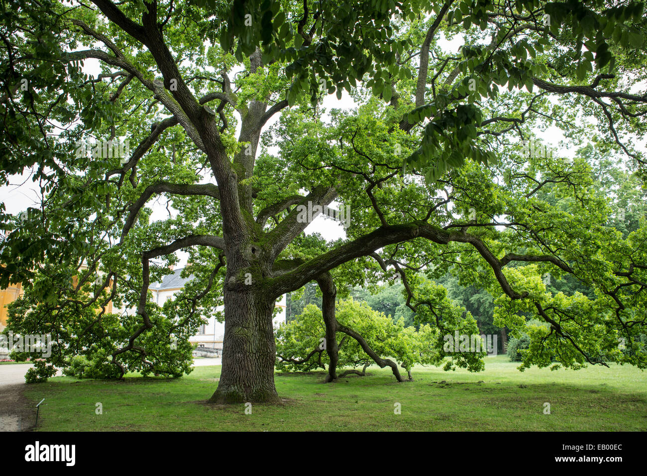 Gigantesca quercia in estate con le foglie in un parco Foto Stock