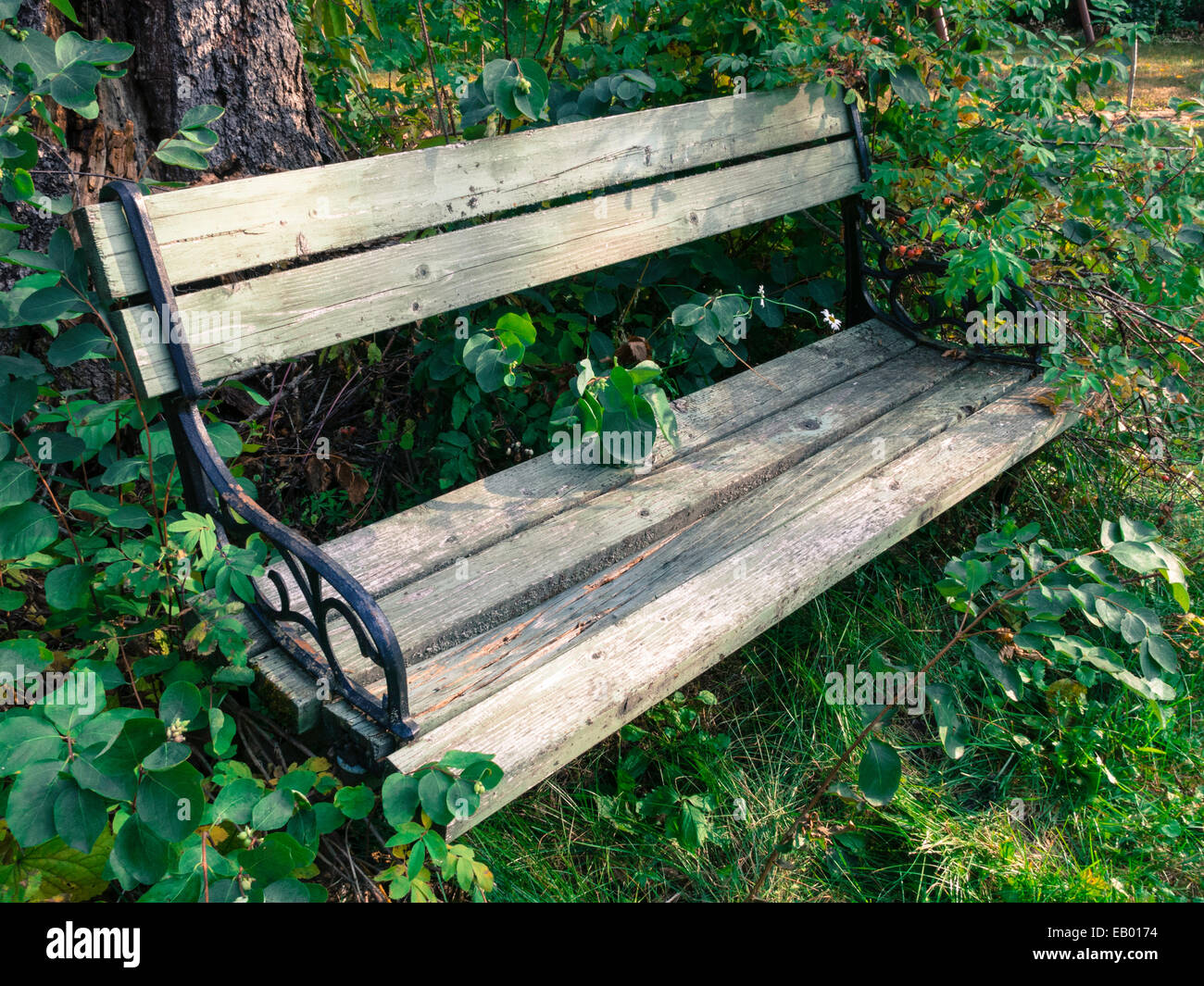 Vecchia panca in legno, ricoperta da piante, STATI UNITI D'AMERICA Foto Stock