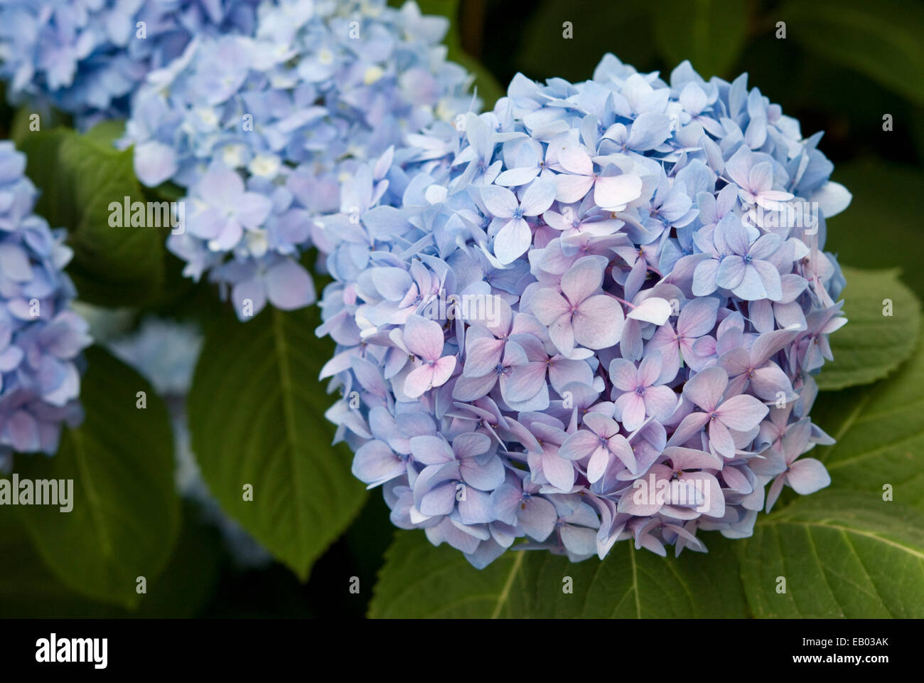 MOPHEAD Ortensia - Hydrangea macrophylla 'infinito' ESTATE Foto Stock