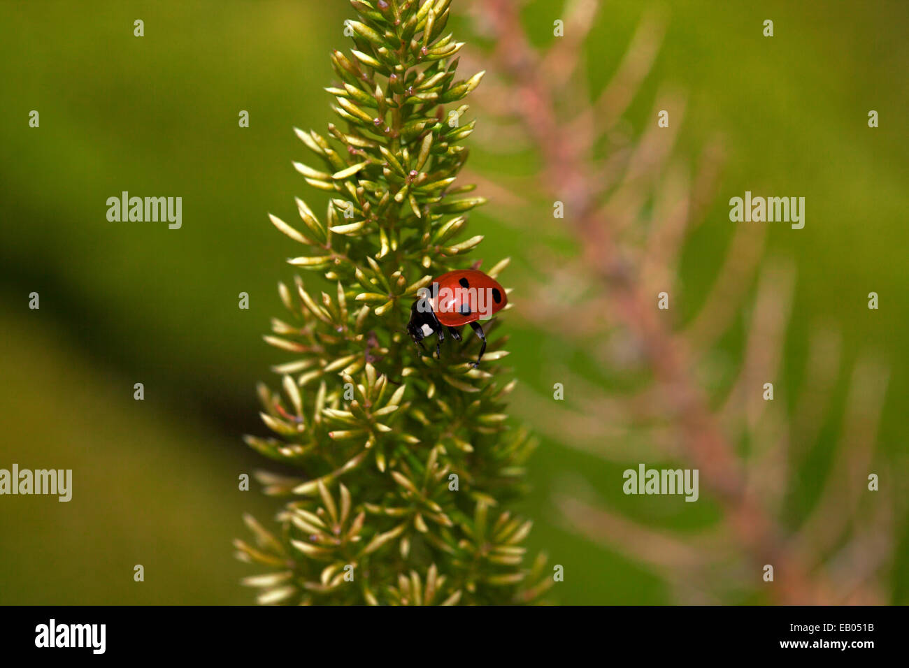 Lady bug appeso su una foglia, Marin County, California, Stati Uniti d'America. Foto Stock