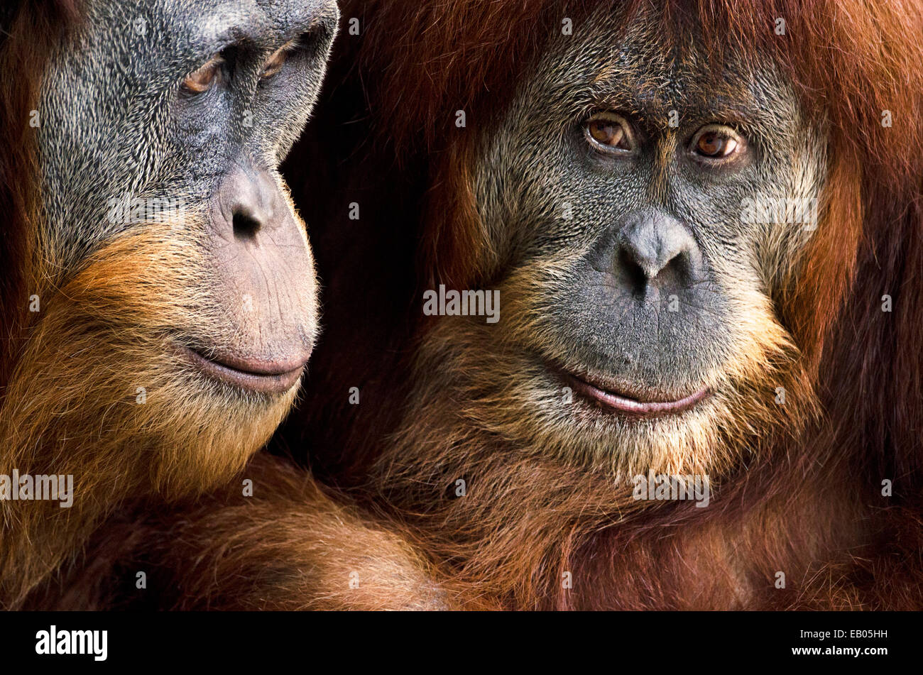 Sumatra orangutan, arroccato insieme nel lato dello Zoo di Melbourne Orangutan del santuario. Foto Stock