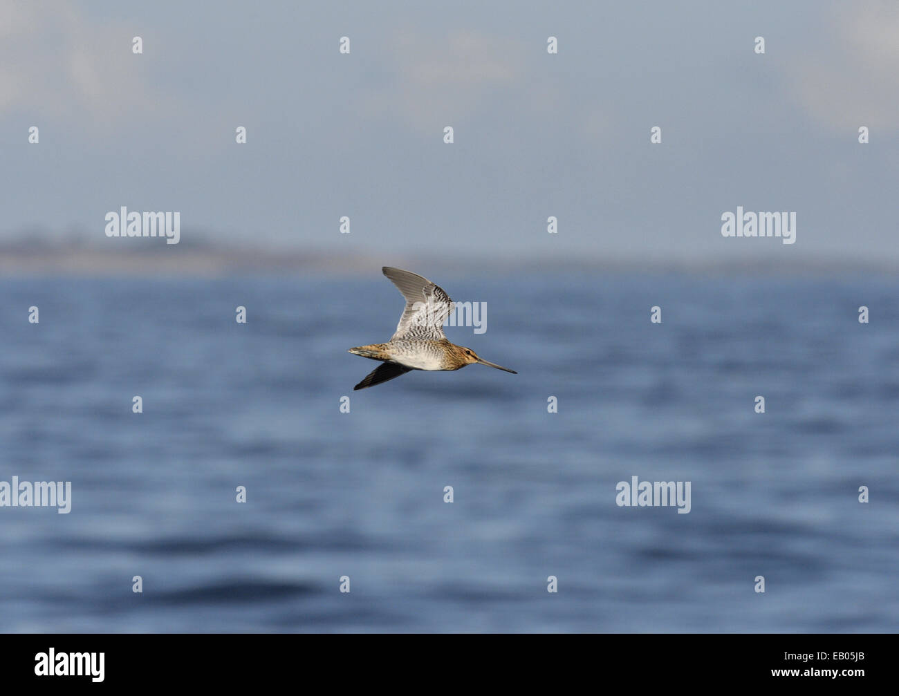 Beccaccino - Gallinago gallinago Foto Stock