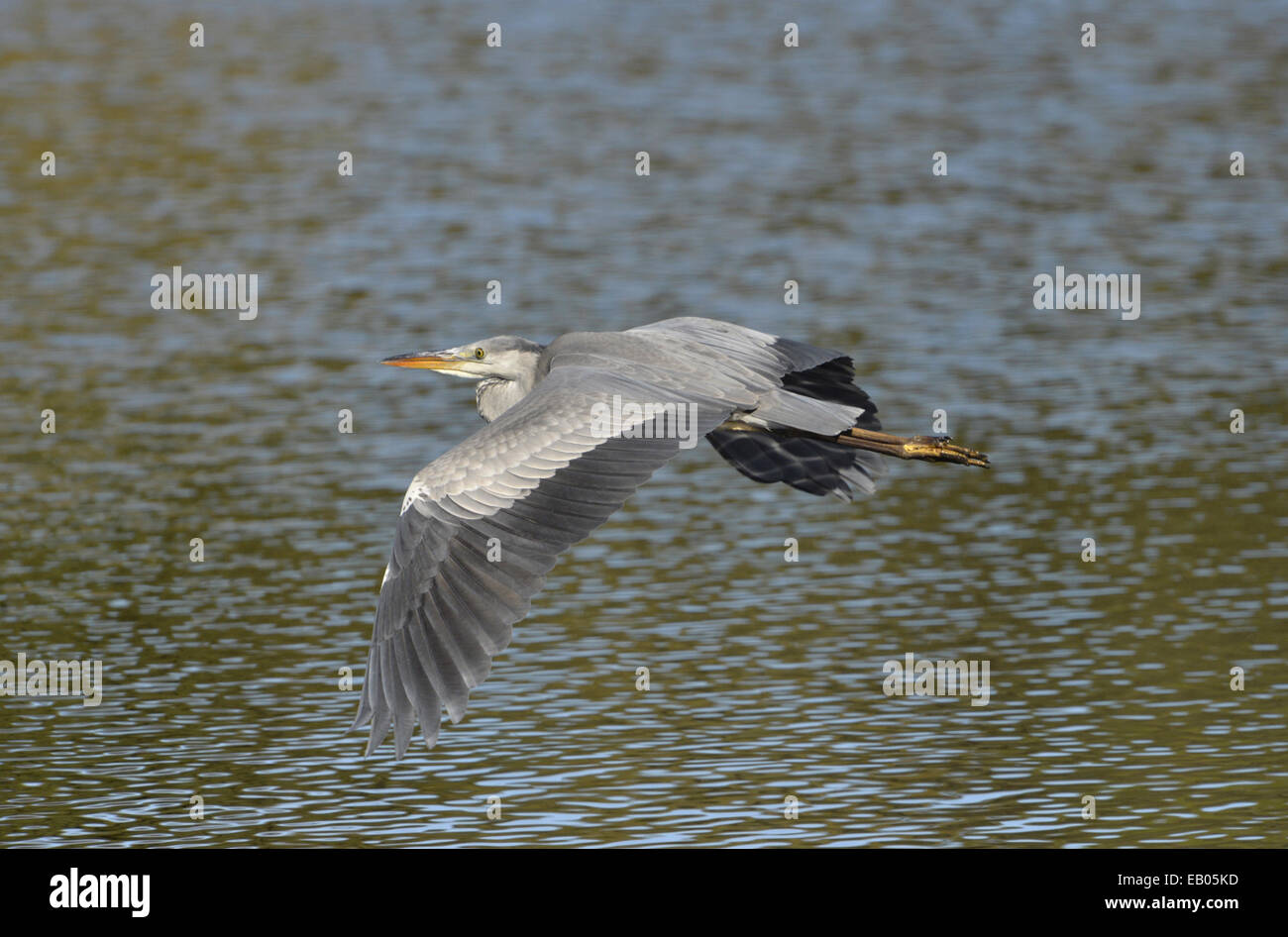 Airone cenerino - Ardea cinerea Foto Stock