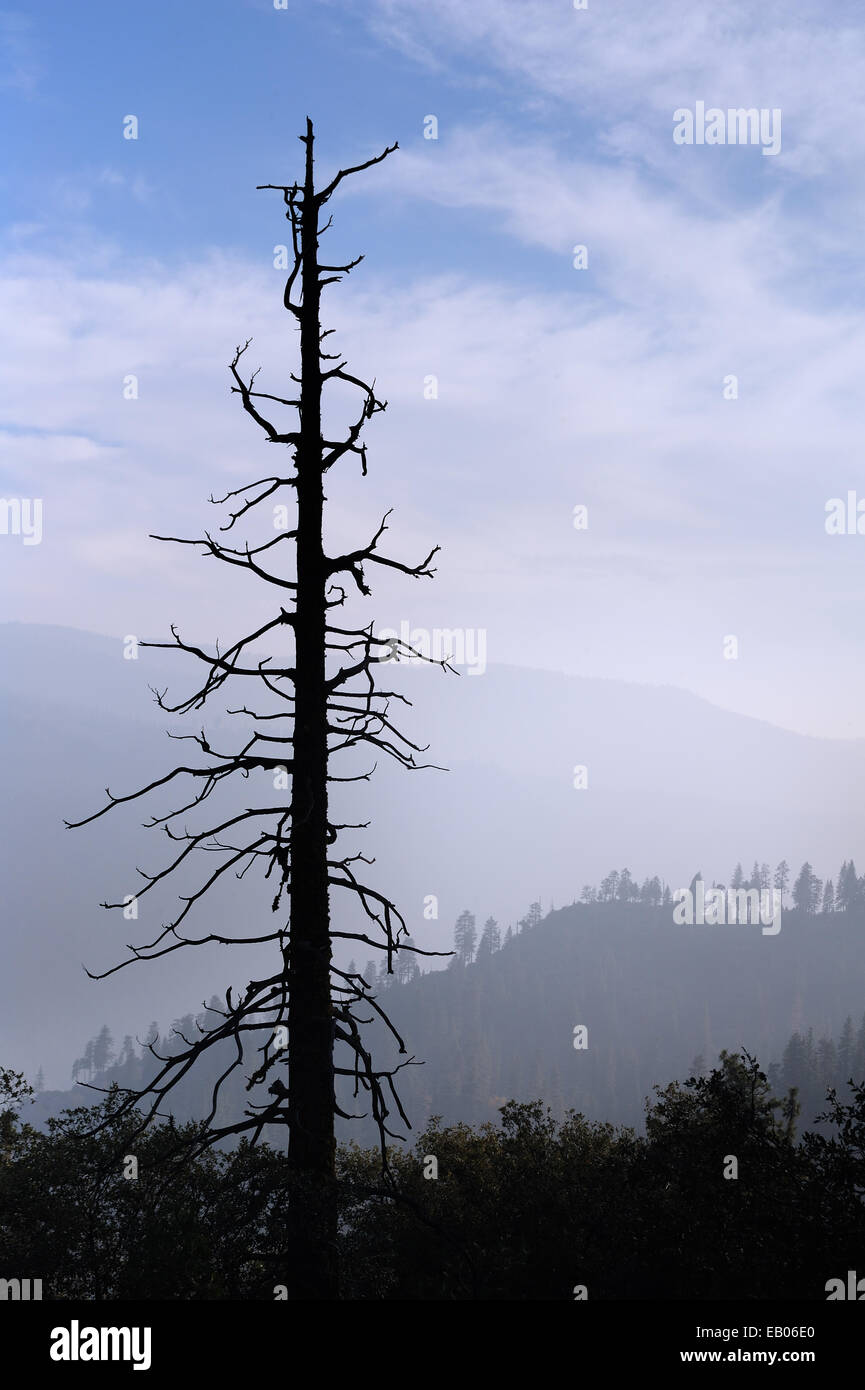 Un solitario albero bruciato in prima linea di una skyline di foresta bruciato. Foto Stock