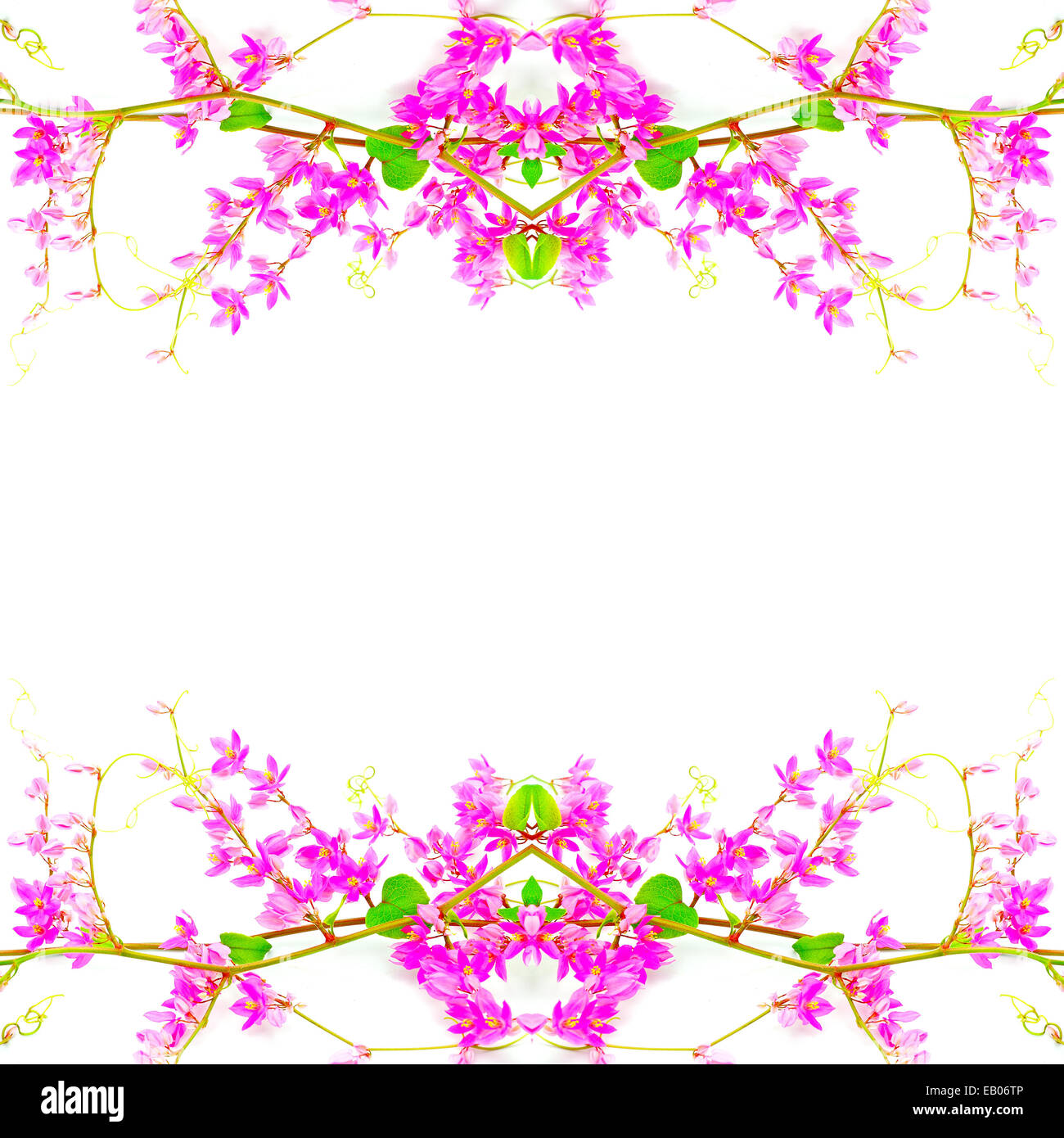 Corallo rosa di vite (Antigonon leptopus), isolata su uno sfondo bianco Foto Stock