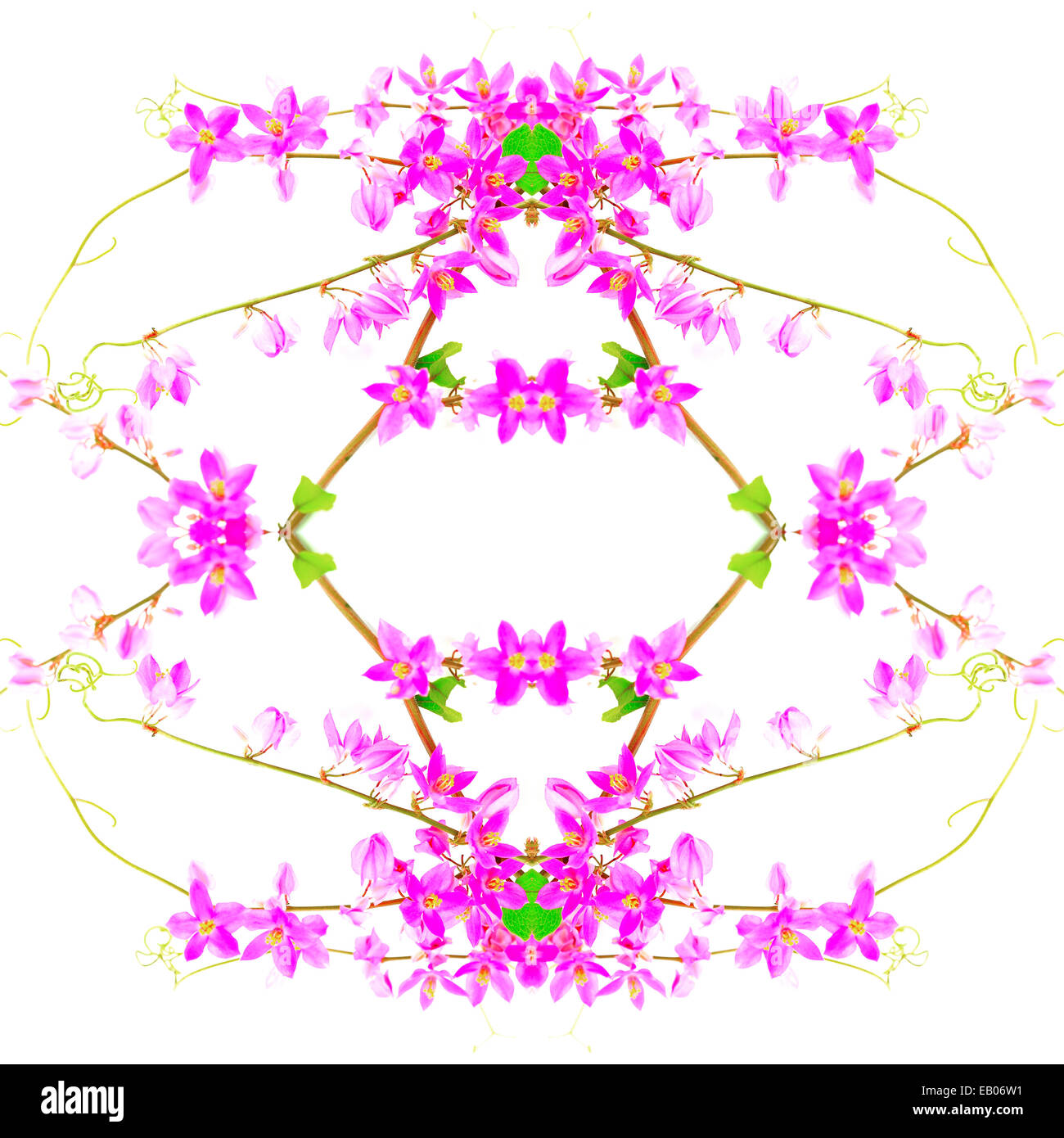 Coloratissimo corallo rosa di vite (Antigonon leptopus), isolata su uno sfondo bianco Foto Stock
