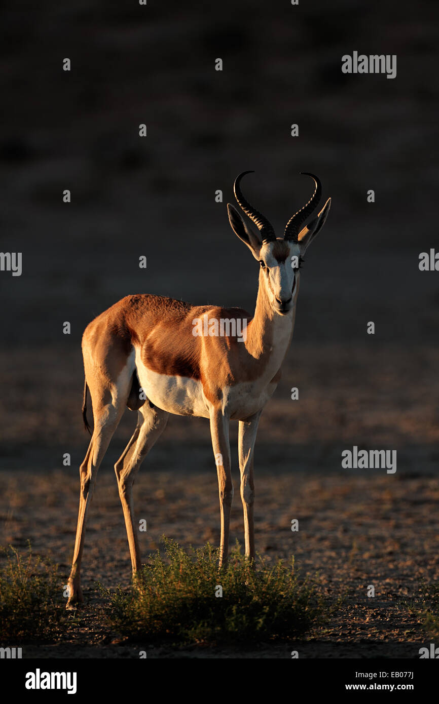 Un springbok antilope (Antidorcas marsupialis) nel tardo pomeriggio di luce, deserto Kalahari, Sud Africa Foto Stock