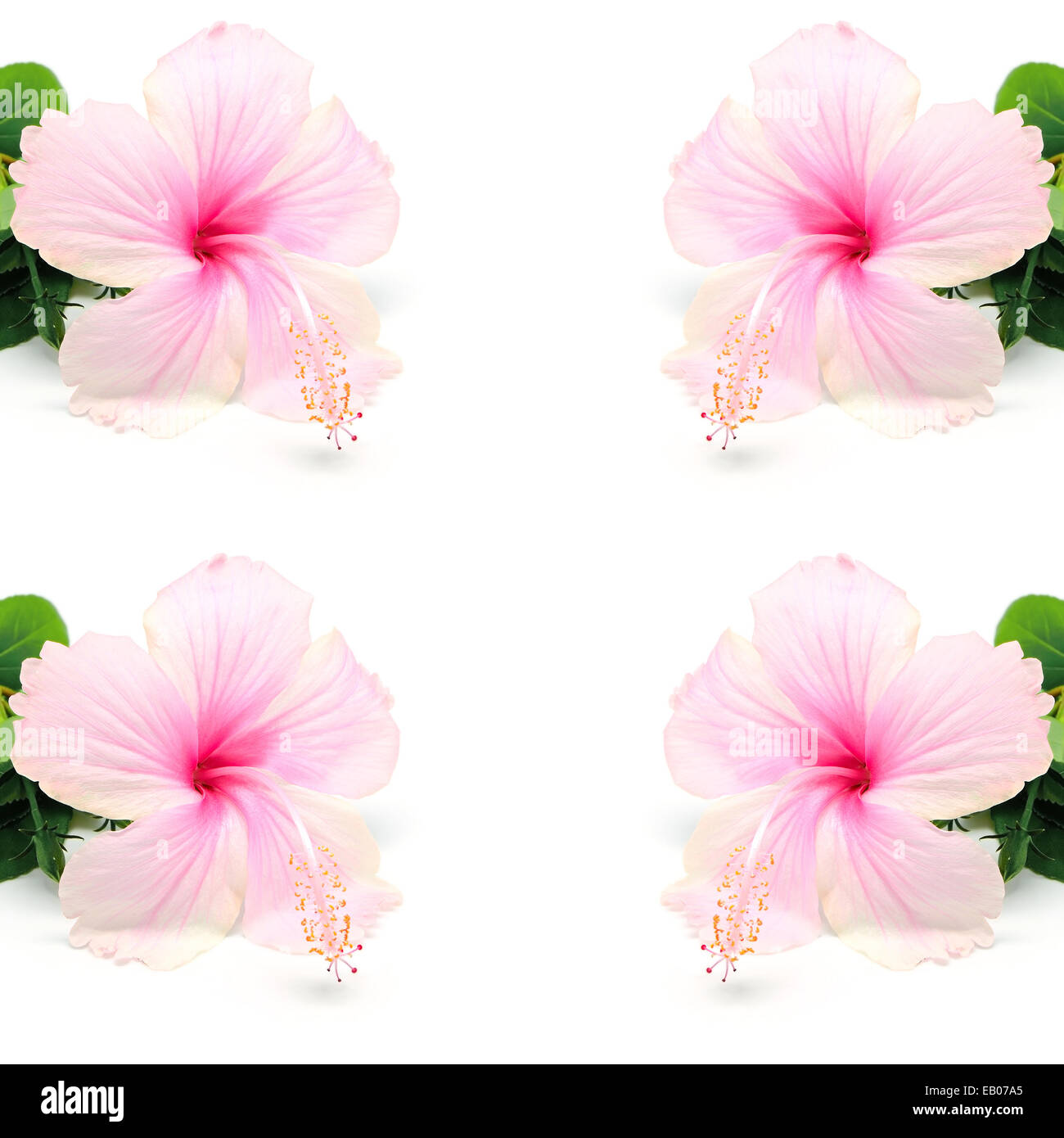 Ibisco rosa fiore isolato su uno sfondo bianco Foto Stock
