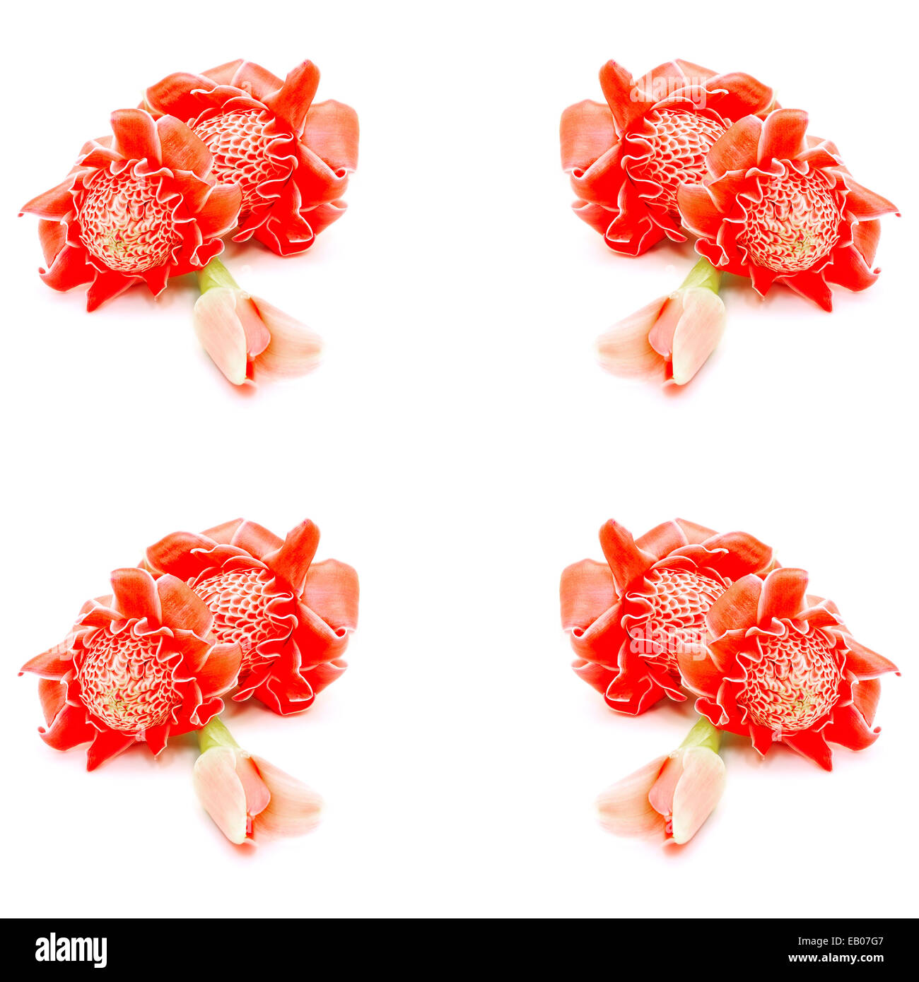 Bellissimo fiore rosso, rosso torcia zenzero (Etlingera elatior), isolata su uno sfondo bianco Foto Stock