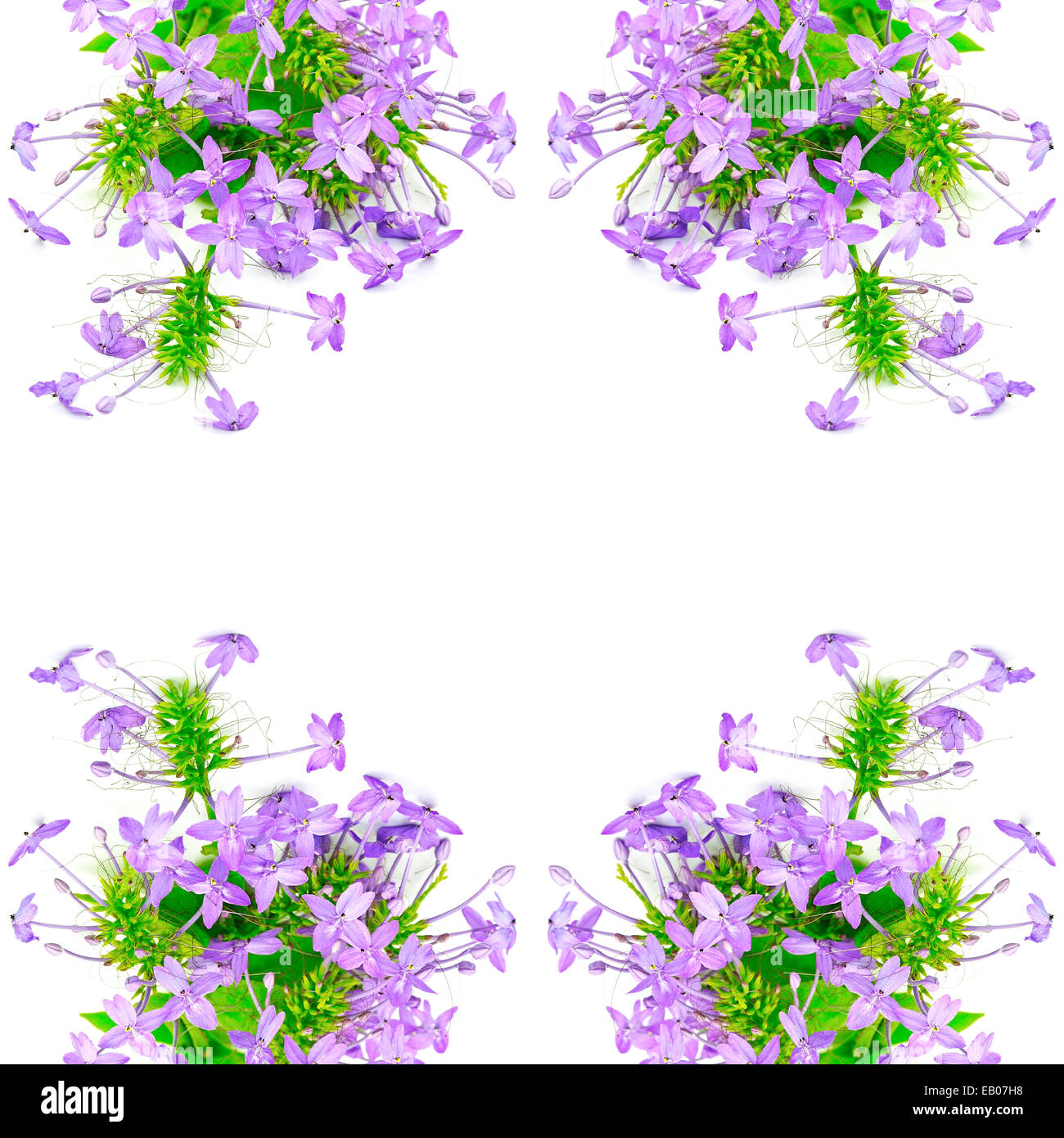 Bellissimo fiore viola, viola Ixora (Pseuderanthemum andersonii), isolata su uno sfondo bianco Foto Stock