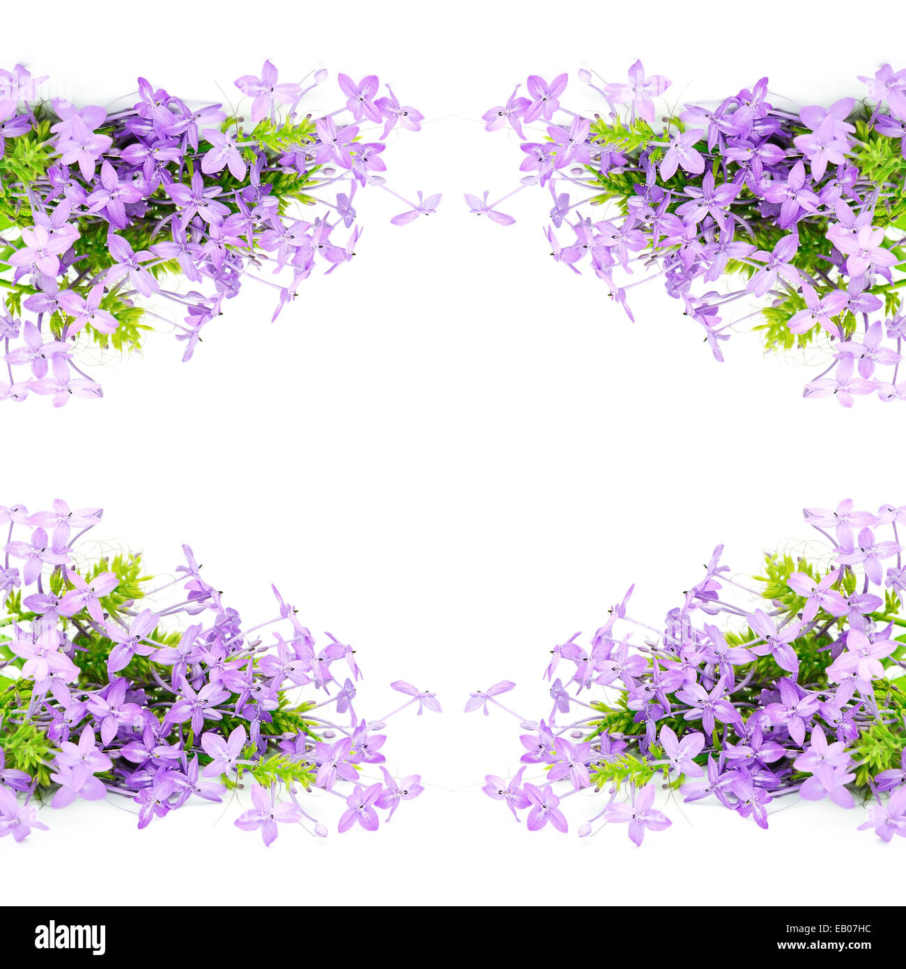 Blossom fiore violaceo, Viola Ixora (Pseuderanthemum andersonii), isolata su uno sfondo bianco Foto Stock